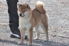 西村安江ブリーダー